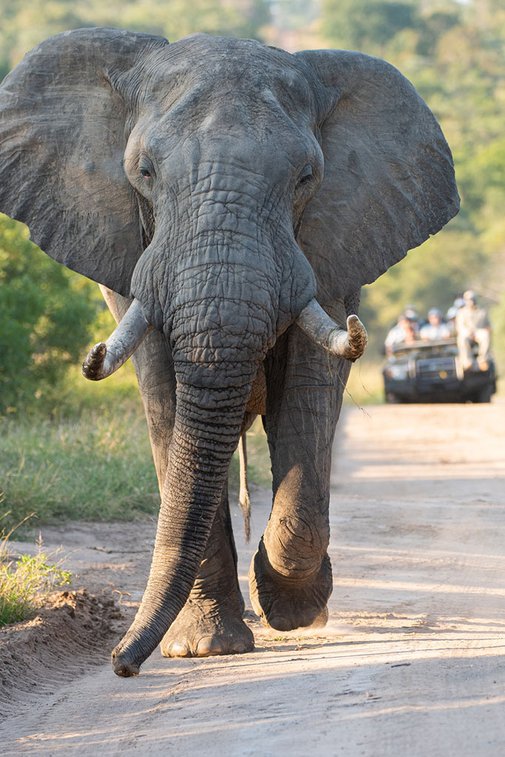 Touristen in einem offenen Safarifahrzeug, die einen Elefanten auf einer Safari in Südafrika sehen symbolisiert Rundreisen. 